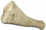 Fossil Sea Lion (Allodesmus) Radius - Bakersfield, California #325960-2